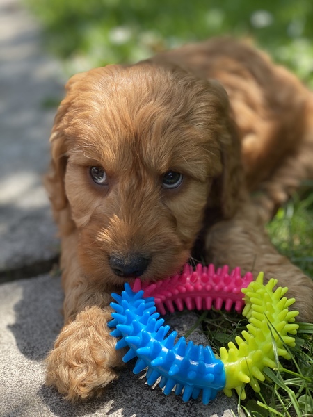Puppy survival thread! July 2020