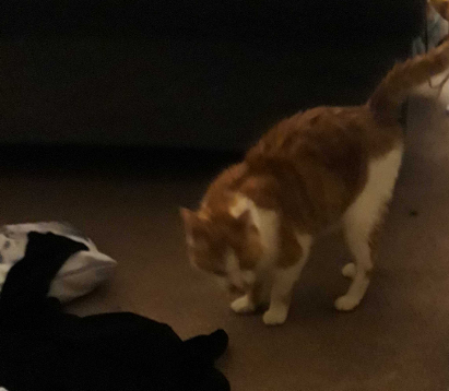 My new cat has escaped :(