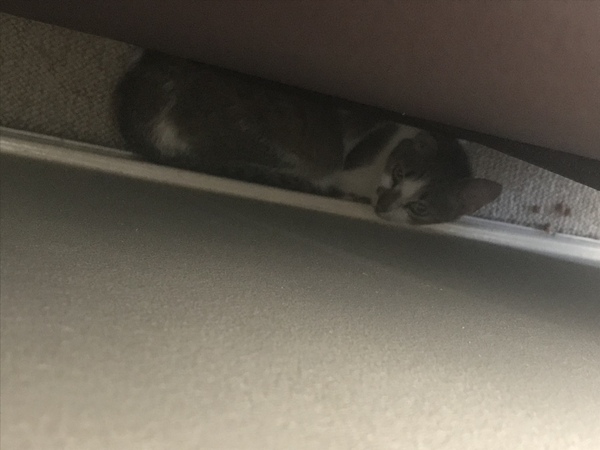 Rescue cat is terrified