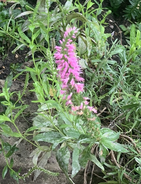 Plant ids please? Kindly given plants after week from hell!