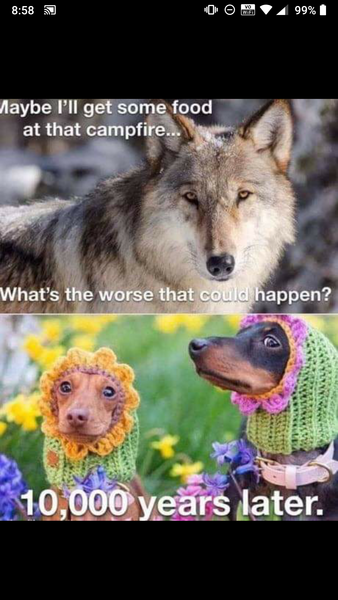 To be uncomfortable about pet ownership?