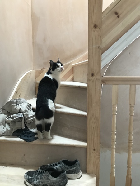 Senior rescue cat - the first days