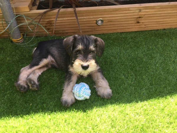 What is the best or most original name you have known for a family pet or other animal?