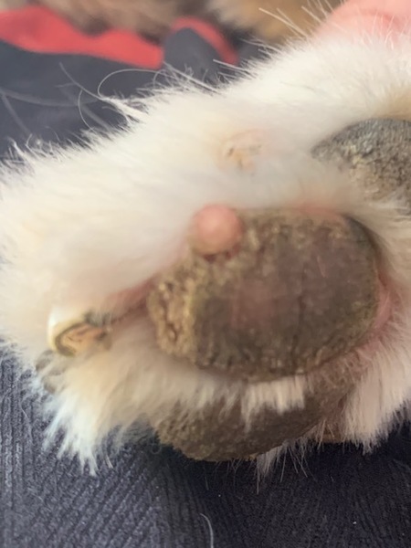 What's this?  Paw thing