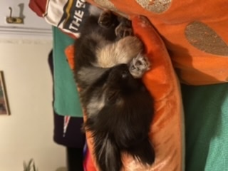 Ridiculous Hound Pics Thread