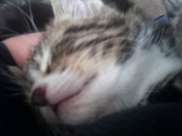 Kitten is a bit bitey