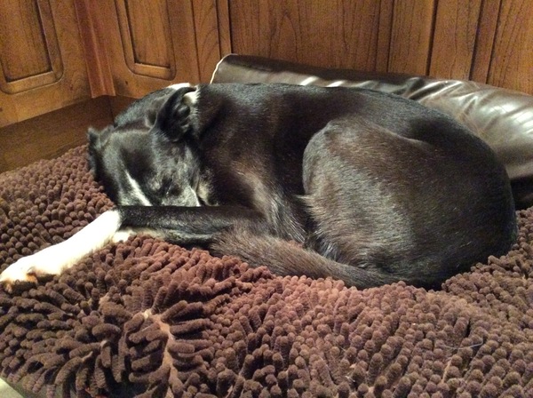 Ridiculous Hound Pics Thread