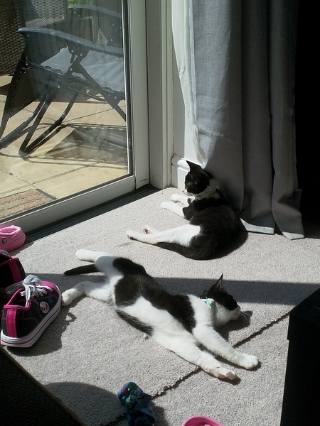 Adult male cat doesn't like new kittens and won't come home