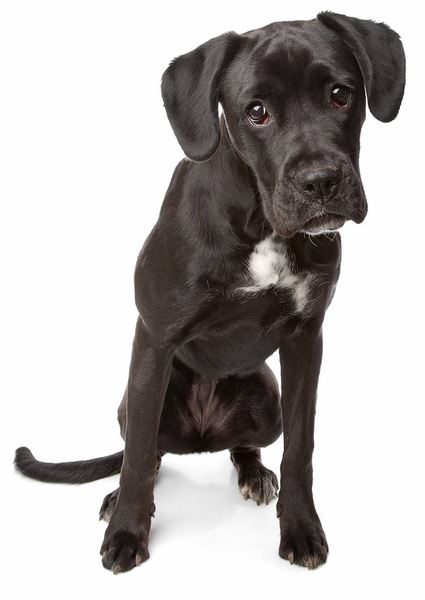 Tell me about your favourite every breed?