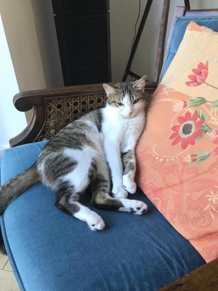 Kitten escaped - pls hold my hand
