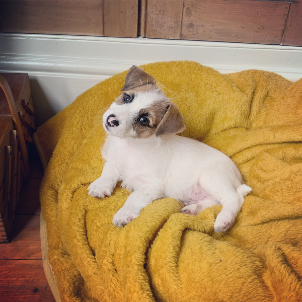 Puppy survival thread! June 2020