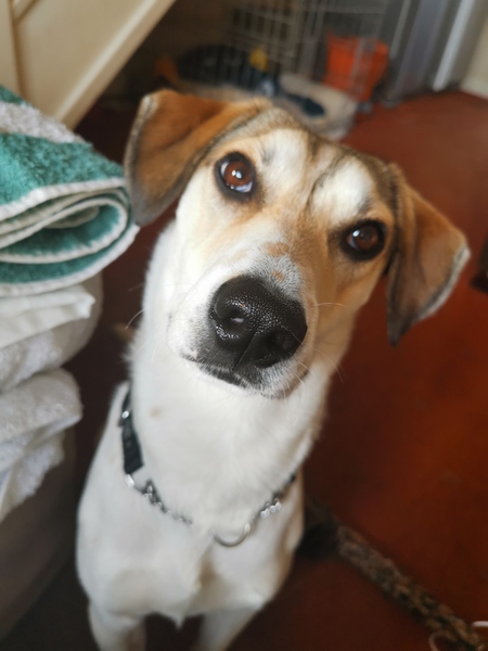 Tell me the bad points about owning a dog