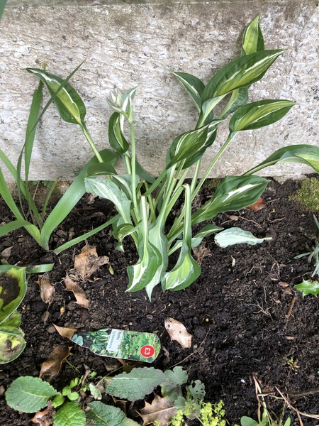 Lidl hostas