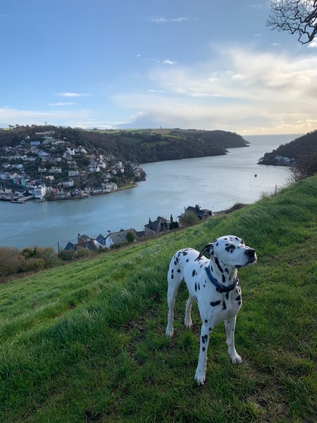 Advice about Dalmation crosses and finding a puppy