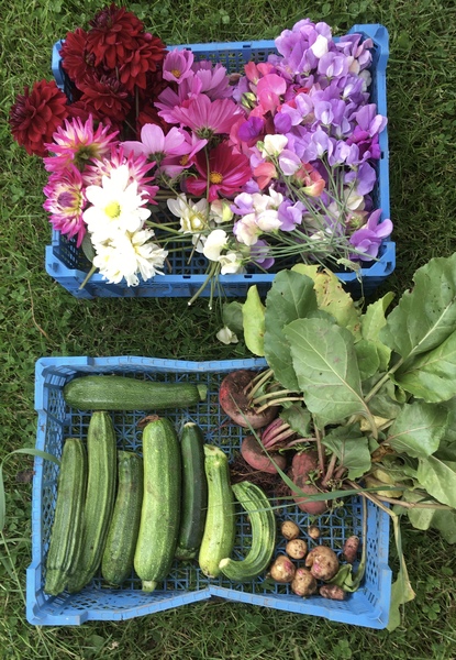 Allotment/Veg Patch Thread 15 - will winter ever end?