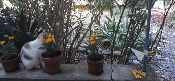 Westministenders: Can you tell your Rs from Elbows?