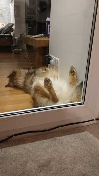 Ridiculous Hound Pics Thread