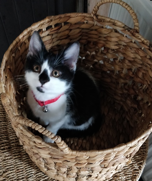 Adult male cat doesn't like new kittens and won't come home