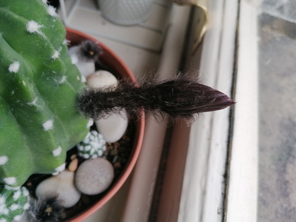 Triffid like cactus flower?