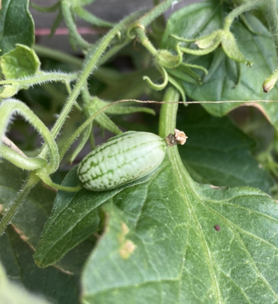 Tomatoes and Cucumbers 2020 - How are yours doing?