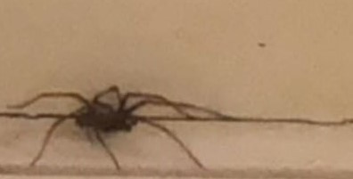 Grounds for burning down the house
