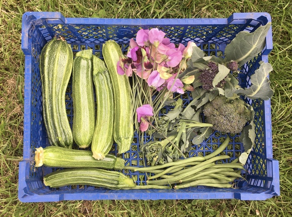 Allotment/Veg Patch Thread 15 - will winter ever end?