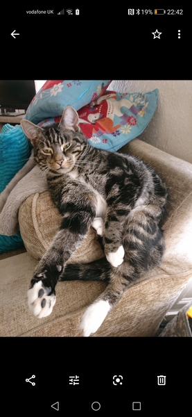 The Litter Tray Memorial Thread