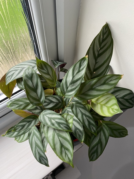 Indoor plant help/id