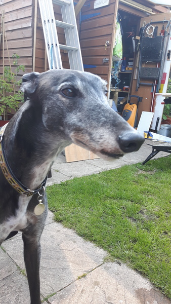 Greyhound farting