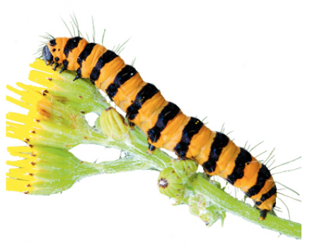 Cinnabar caterpillars and children