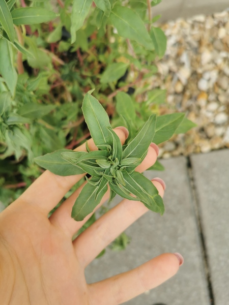 Another plant ID