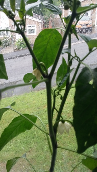 Tomatoes and Cucumbers 2020 - How are yours doing?