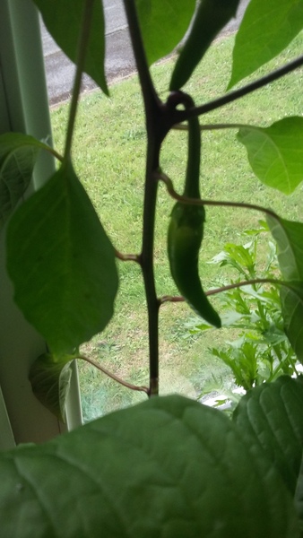 Tomatoes and Cucumbers 2020 - How are yours doing?