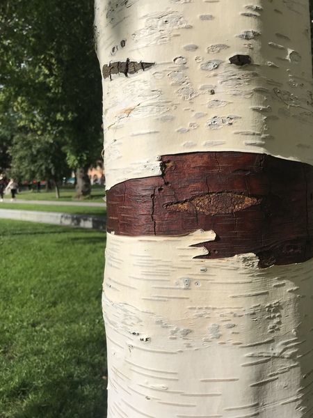 To ask what this tree is?