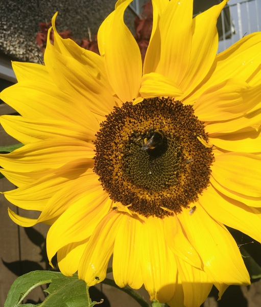 Any Witches Here? Part 11