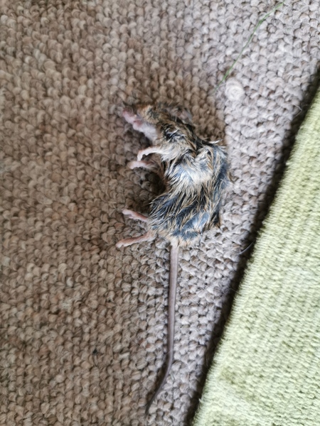 Is this a dead rat or mouse...photo of dead thing warning