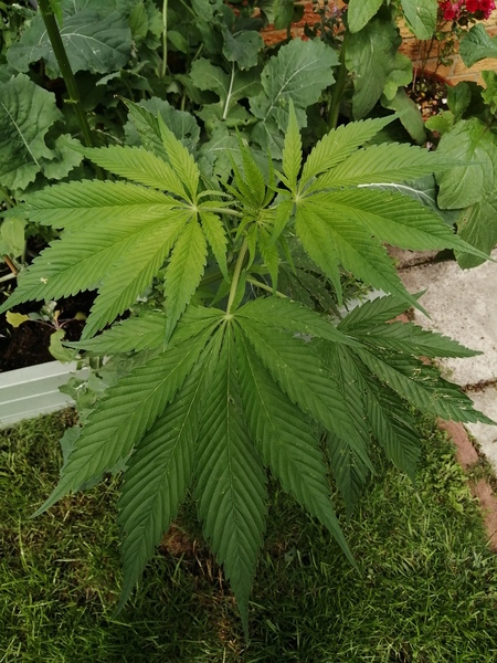 Can anyone identify this plant and leaf?