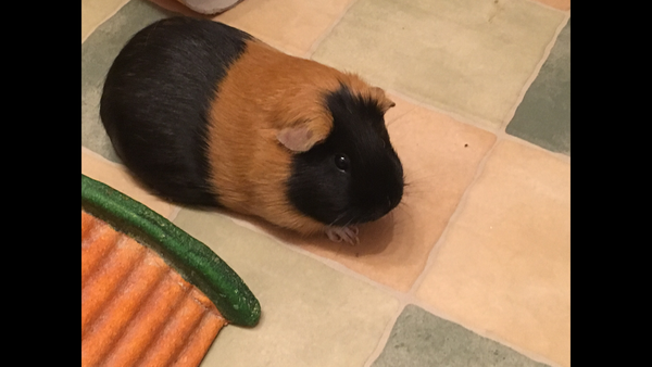 Family pet, which creature is best?