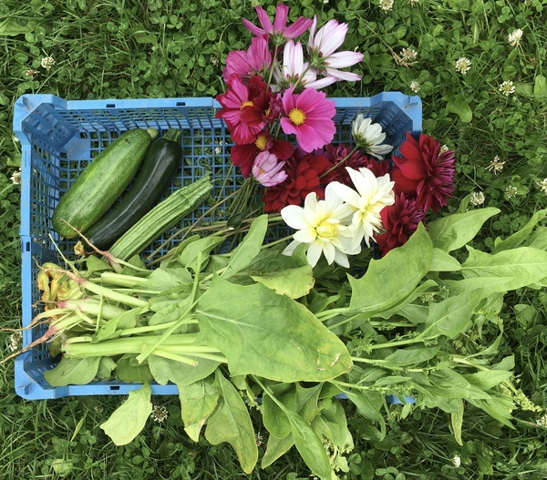 Allotment/Veg Patch Thread 15 - will winter ever end?