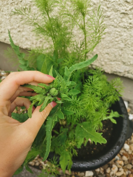 Plant I'd please