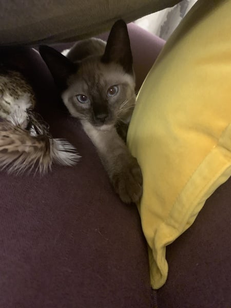 What's your DCat up to today? (Thread 8)