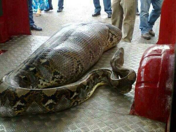 Omg snake in garden