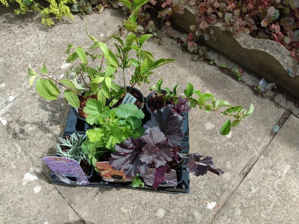 Secret gardening club