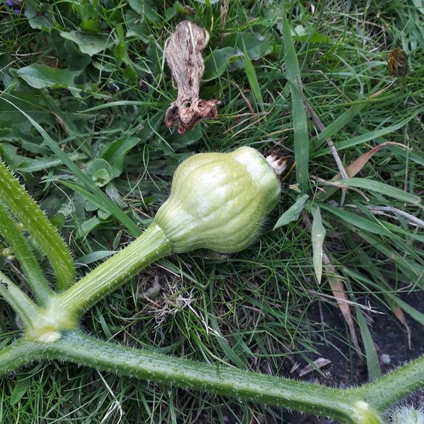 Allotment/Veg Patch Thread 15 - will winter ever end?