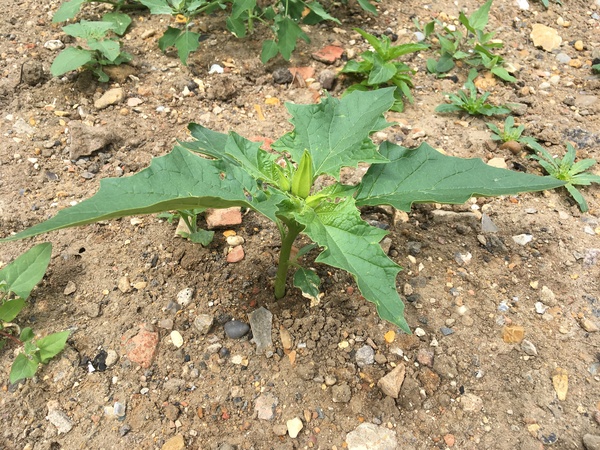 Can anyone identify this plant/weed?!