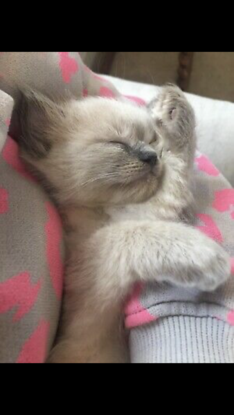 New Kitten! What do I need to know?