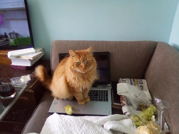 Captain V ruling the roost