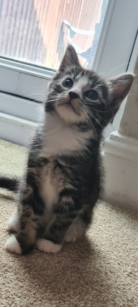 New kitten - old cat.  Picture included
