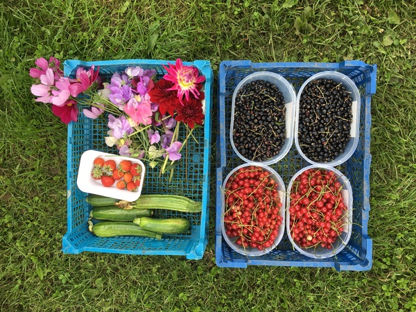 Allotment/Veg Patch Thread 15 - will winter ever end?