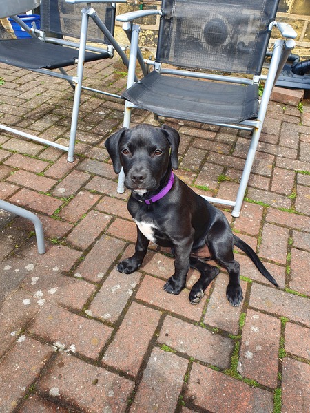 Puppy survival thread! July/August! Roll up!